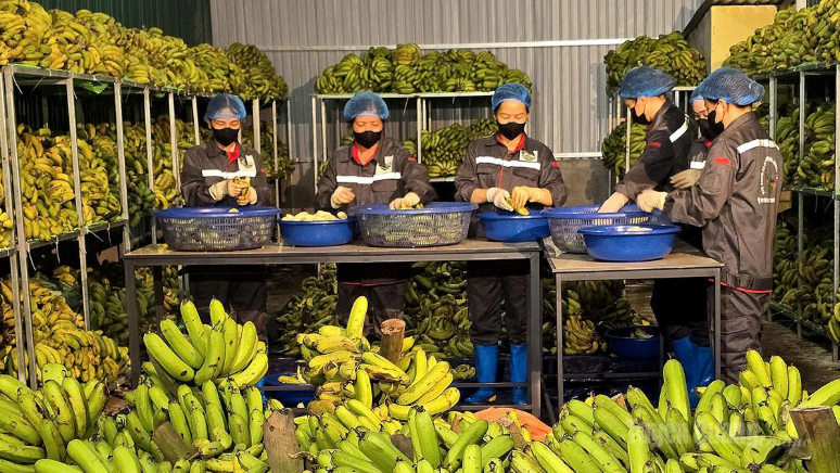 Đưa cây chuối thành chuỗi giá trị